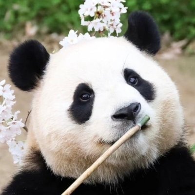 sonmiseon267055's profile picture. 