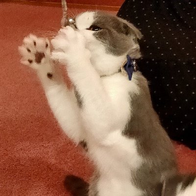 roiru_2145's profile picture. わかんの！