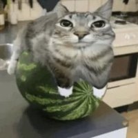 🍉Gato en una sandia🍉 (@catblizzard7) 's Twitter Profile