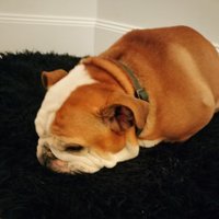 Aidan Brady (@aidanbrady50052) 's Twitter Profile
