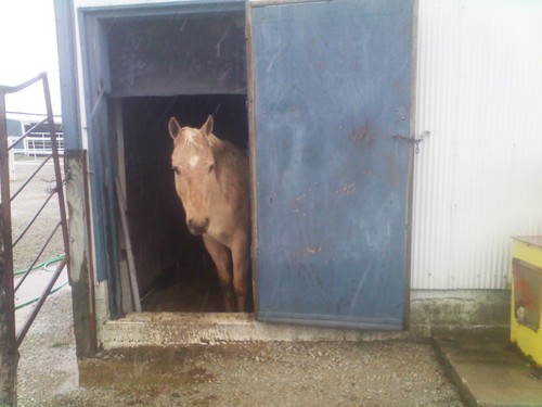 RN, IBCLC, Horse rider/ owner, dog owner, Grandmother
