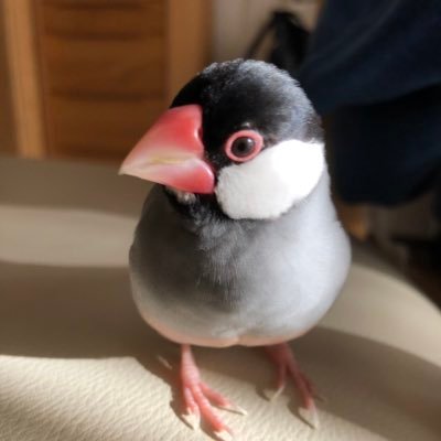 FlAT500F's profile picture. 全ては縄文人に学べ｡江戸後期、明治から日本は崩れ現在に至る｡取り戻すには長い年月が必要だが、私は決して諦めない。50を超えてあとどれくらい人生の時間があるのかわからないが、子供達の、そのまた次の子供達の為に自分に出来ることを全力でやるのみ。諦めたら負け｡微力でもコツコツと｡ 改憲断固反対！　#うつみん応援