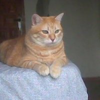 Juan sin tierra (@meleroginz71827) 's Twitter Profile