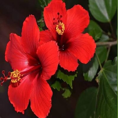 أَلَـمْ تَرَ كَيْفَ ضَرَبَ اللهُ مَثَلًا كَلِـمَةً طَيِّبَةً كَشَجَرَةٍ طَيِّبَةٍ أَصْلُهَا ثَابِتٌ وَفَرْعُهَا فِي السَّمَاءِ
