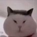 The Wise and Stoic Chinese Cat (@zodallpowe59980) Twitter profile photo The Wise and Stoic Chinese Cat (@zodallpowe59980) Twitter profile photo