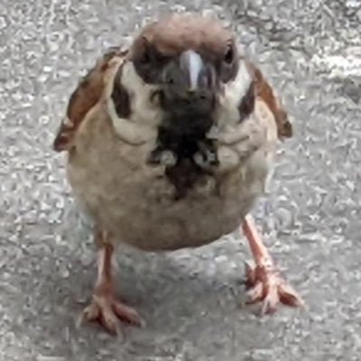 カツオノニボシさんのプロフィール画像