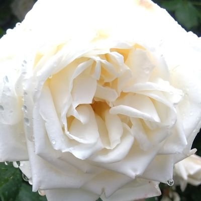 kei_yukijooxxx's profile picture. timelesz🕰️/篠塚大輝くん🤍/てらしの🩵🤍