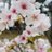 endRE_Cherry244