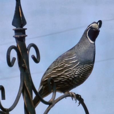 CalvinJHartley1's profile picture. 