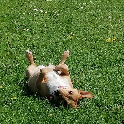 West Cork mother of two teens and one cranky Jack Russell terrier, exiled in Dublin. Books, sports, red wine and the craic. No DMs please.