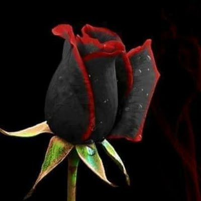 FabiolaGar7209's profile picture. 