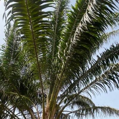 mbojangousman's profile picture. ~•better friends •~