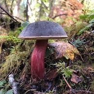 Left-libertarian Zionist Environmentalist, N. American
🕎 ⛰️ 🌊 🐻 🐟 🐋 🍄🟫 🌌 🌈 🕊️ ↙️↙️↙️