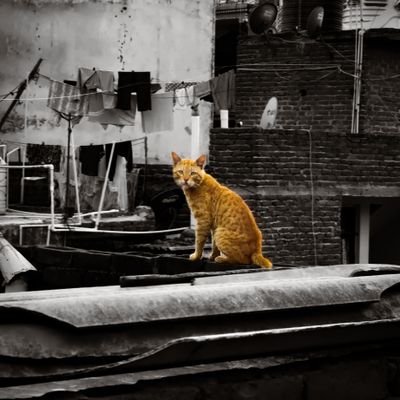 vikas_coder's profile picture. 