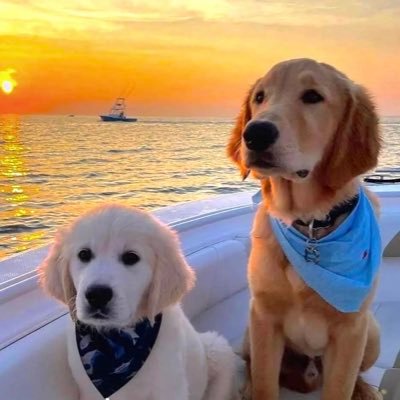 hungli716540050's profile picture. 专业帮海外不方便回家的老板打扫卫生，照顾老人，给对象送礼物，制造惊喜，能帮上忙的都可以做，24小时待命