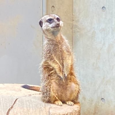 Yukosei_Noritsu's profile picture. R7絶対受かる人 / 既卒