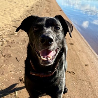 Energiebündel vor dem Herren. Liebt Snacks. Bellt ohne Grund. Bernsteinaugen. Regiert Lappland. Seelenhund. Verknuddelt mit @debbyundmehr ❤️lebt mit @Aria190792