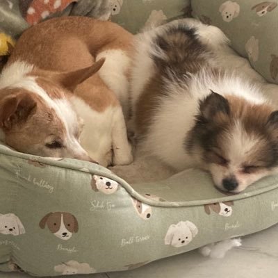 diabetolover's profile picture. 