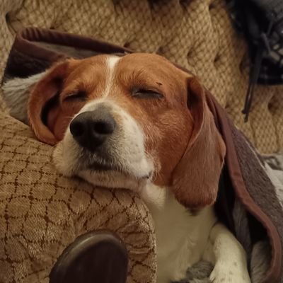 DukydrYT's profile picture. Wsg
NF IS THE GOAT