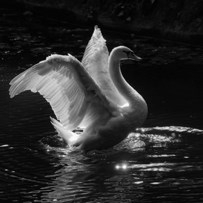 chilloer's profile picture. مساحة لشخصياتي السبعطعش