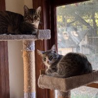 Canyon Cats (@canyoncats92676) 's Twitter Profile