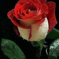 وردة الربيع (@alrbywrdt55439) 's Twitter Profile