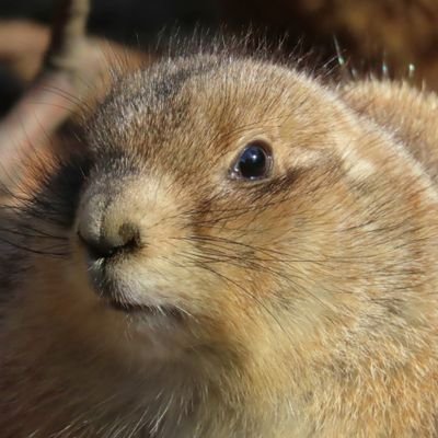 マッサルさんのプロフィール画像