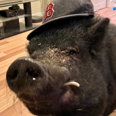 CaseyForDayz's profile picture. My pig’s a Garrett Crochet enjoyer. as the profile pic suggests.