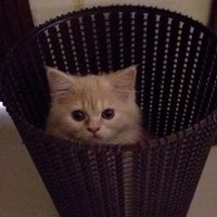 sawbz (@chai4distress) 's Twitter Profile