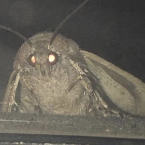 möth💡 Profile