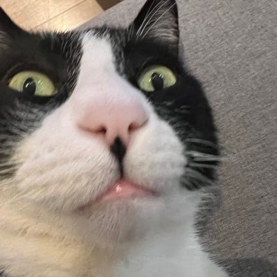 PinoPinogo's profile picture.