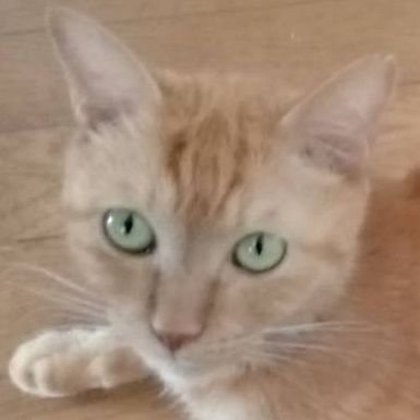 SaaShi47080's profile picture. 早稲田　🌸R7公認会計士試験合格🌸