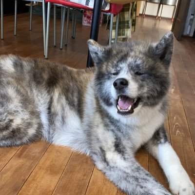 bisukyuiwa4403's profile picture. パピーの様な愛らしいお顔つきからは想像も出来ないような、超絶怖がりからの攻撃性を持ったお獅子ちゃんです。 ど田舎の片隅で細々と暮らしています。