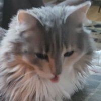 Clarple (@_clarple) 's Twitter Profile