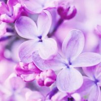Yume Comforts (@yumecomforts) 's Twitter Profile Photo Yume Comforts (@yumecomforts) 's Twitter Profile Photo