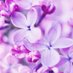 Yume Comforts (@yumecomforts) Twitter profile photo Yume Comforts (@yumecomforts) Twitter profile photo