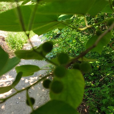 zhangyu1102's profile picture. 