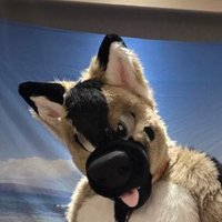 Kuma / Kawi / Ranger ๐จ๐ฆ๐ถ (@ni_shep) 's Twitter Profile Photo Kuma / Kawi / Ranger ๐จ๐ฆ๐ถ (@ni_shep) 's Twitter Profile Photo