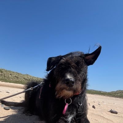 Hello, I’m Dottie ….. a rescue all the way from Hungary ! Meet my two brothers Benge & Glenny ….. they’ve both crossed rainbow bridge 🌈 ……