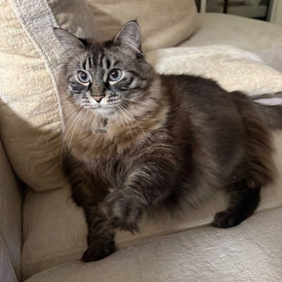 4th Generation Adana’li, Alaska-Juneau half Neapolitan. kaoscat -Mainecoon ip ustası, son ip kesici
