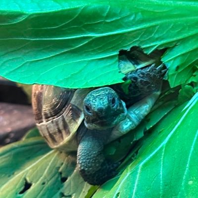 _7ofu_'s profile picture. 事業会社のエンジニア。 FlutterメインでAPI開発やスクラムマスターも担当。AIツール猛勉強中。