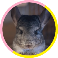 miyukichi (@_miyukichi) 's Twitter Profile