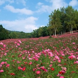 Life is short, I want to live beautifully and brightly.