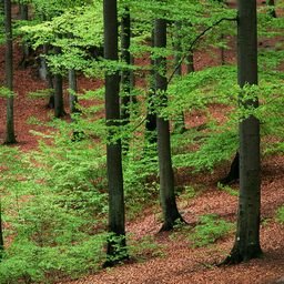 Fralxal76102's profile picture. 