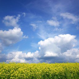 Orgawmieh70696's profile picture. 