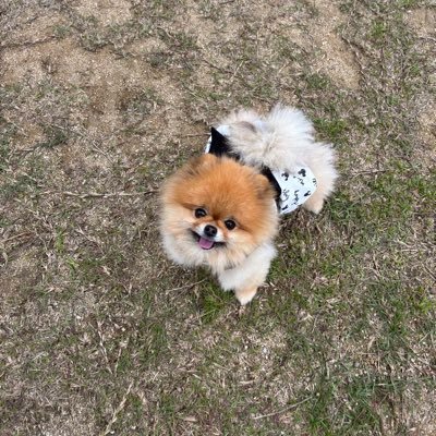 おんなのこ☺︎まるちゃん☺︎2021.11.9🎂 2022.2.17🏡 🐹も飼ってたワンちゃん初心者です☻ https://t.co/XJxGCXLud9 【⚠︎無断転載等禁止】