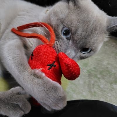 kedamanoshimobe's profile picture. 犬派だったのに突然家に押しかけてきた毛玉（ちょびヲ/雑種猫🐈‍⬛♂）を迎え入れてしまい、日々翻弄されることになりました。すっかり毛玉のしもべです。mixi2からの移植です。無言フォロー&初手コメめっちゃします。よろしくお願いします。※家族みんなで撮影しています。#猫　#巨猫　#ちょびヲ　#猫好きさんと繋がりたい