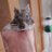 degu_ruku's profile image