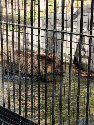 プロセカ　小豆沢こはね推し
ホロ　天音かなた推し
ユメステ　千寿いろは推し