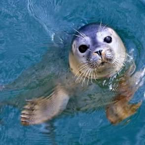 @sealinthetea